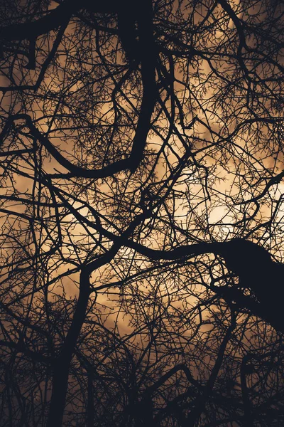 Paisagem Cor Foto Silhuetas Galhos Árvores Céu — Fotografia de Stock