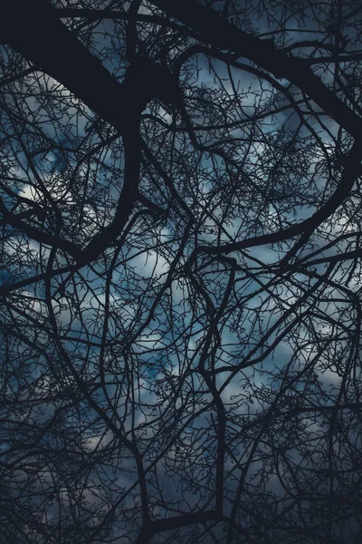 Фотографія Пейзажного Кольору Силуети Гілок Дерева Небі — стокове фото