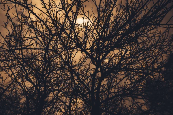 Фотографія Пейзажного Кольору Силуети Гілок Дерева Небі — стокове фото