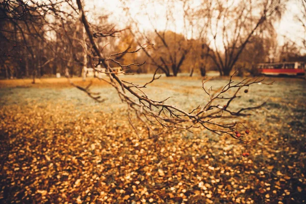 천연색 하늘에 나뭇가지의 실루엣 — 스톡 사진
