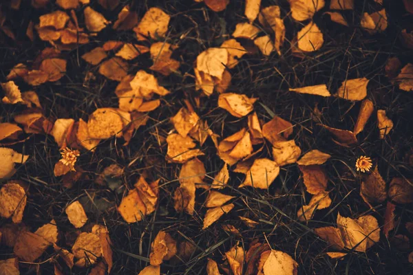 Autumn Color Landscape Nature Details Fallen Yellow Leaves Dry Grass — 스톡 사진