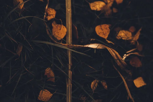 Autumn Color Landscape Nature Details Fallen Yellow Leaves Dry Grass — 图库照片