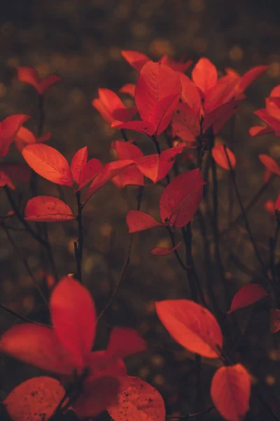 Color Photo Plants Red Leaves Shrub Close Autumn Macro Landscape — Stock Photo, Image