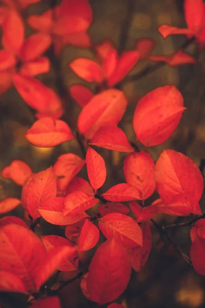 Farbfoto Von Pflanzen Rote Blätter Eines Strauches Großaufnahme Makrolandschaft Herbst — Stockfoto