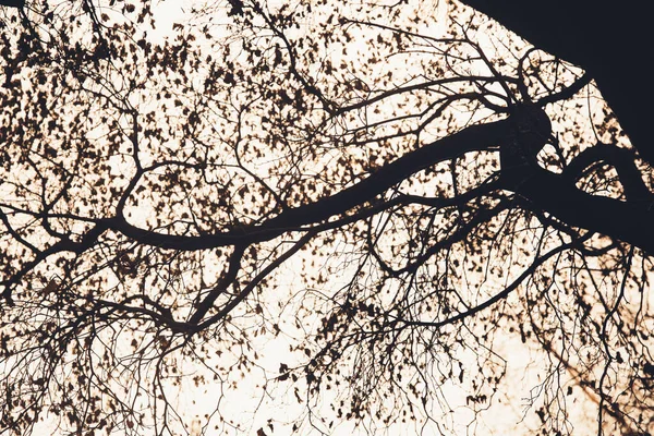 Φωτογραφία Χρώματος Τοπίου Σιλουέτες Των Κλαδιών Δέντρων Στον Ουρανό — Φωτογραφία Αρχείου
