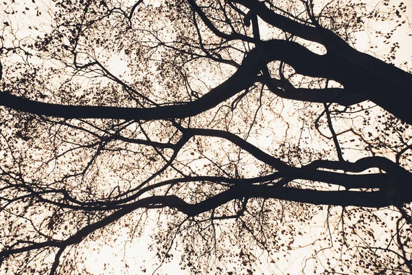 Paesaggio Foto Colori Sagome Rami Albero Nel Cielo — Foto Stock