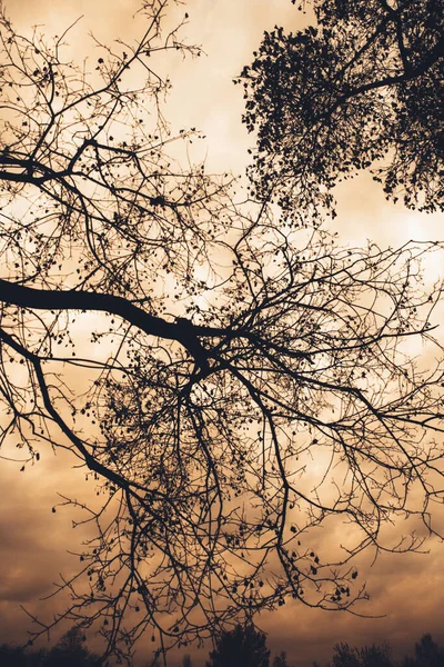 Foto Van Landschapskleur Silhouetten Van Boomtakken Lucht — Stockfoto