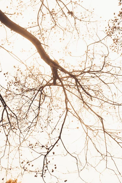 Paesaggio Foto Colori Sagome Rami Albero Nel Cielo — Foto Stock