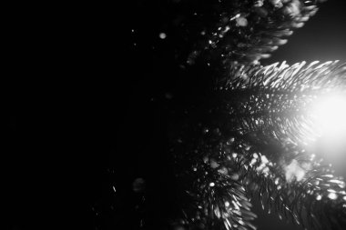 Kara Noel ağacı, çam iğneleri ve ışık parıltısı