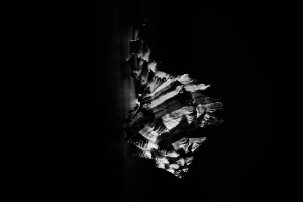 Schwarze Und Weiße Muschel — Stockfoto