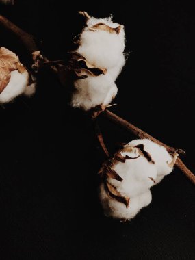 Siyah arka planda bir pamuk dalı. Büyük pamuk cilt bakımı, kuru bir bitkinin makro çekimi. Üst görünüm, metin için boşluk