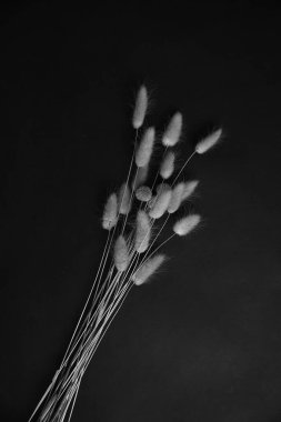 herbarium, pussies, bouquet of flowers on black background