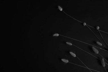 herbarium, pussies, bouquet of flowers on black background