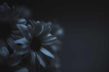 Beyaz papatyaların soyut çiçek arkaplanı, bitkilerin bulanık fotoğrafı. Metin için boşluk, güzel bulanıklık ve bokeh.