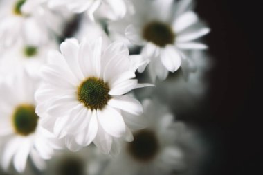 Beyaz papatyaların soyut çiçek arkaplanı, bitkilerin bulanık fotoğrafı. Metin için boşluk, güzel bulanıklık ve bokeh.