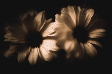 Papatyaların soyut çiçek arkaplanı, makro çekim konsepti ve bitkilerin güzel bulanıklığı.