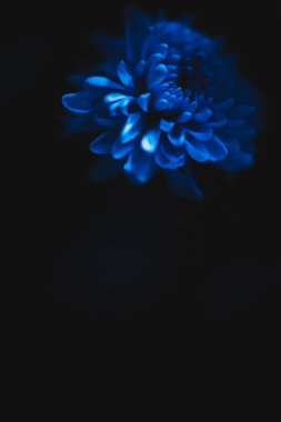 mavi kasımpatı, soyut çiçek arkaplanı