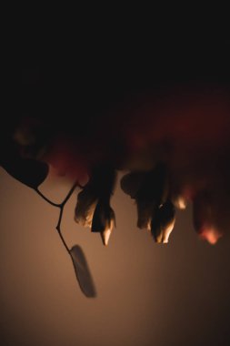 Okaliptüslü soyut buket. 8 Mart konsepti. Metin için boşluk