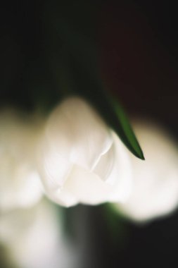 8 Mart için bir buket beyaz lale. Uluslararası Kadınlar Günü için soyut çiçek arkaplanı