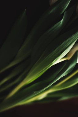 8 Mart için bir buket beyaz lale. Uluslararası Kadınlar Günü için soyut çiçek arkaplanı