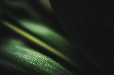 Güzel beyaz laleler, soyut çiçek arkaplanı.