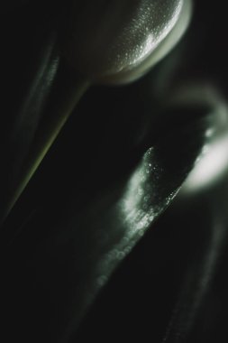 8 Mart için bir buket beyaz lale. Uluslararası Kadınlar Günü için soyut çiçek arkaplanı