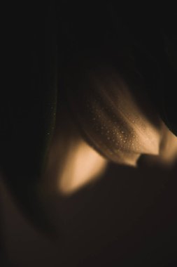 Güzel beyaz laleler, soyut çiçek arkaplanı.