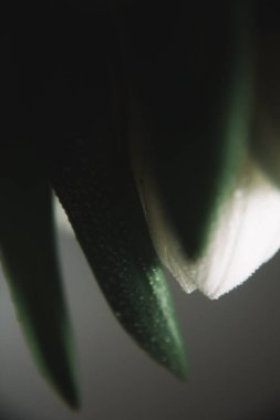 8 Mart için bir buket beyaz lale. Uluslararası Kadınlar Günü için soyut çiçek arkaplanı