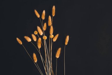 Karanlık arka planda kabarık kulaklar, yakın planda kuru çiçekler, soyut güzel çiçek arkaplanı, kurumuş çiçeklerden oluşan bitki örtüsü.