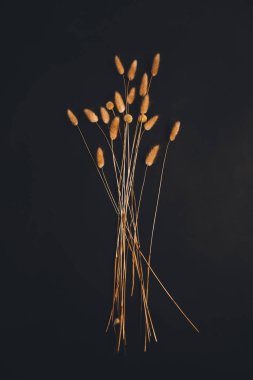 Karanlık arka planda kabarık kulaklar, yakın planda kuru çiçekler, soyut güzel çiçek arkaplanı, kurumuş çiçeklerden oluşan bitki örtüsü.