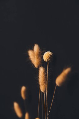 Karanlık arka planda kabarık kulaklar, yakın planda kuru çiçekler, soyut güzel çiçek arkaplanı, kurumuş çiçeklerden oluşan bitki örtüsü.