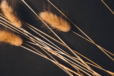 Karanlık arka planda kabarık kulaklar, yakın planda kuru çiçekler, soyut güzel çiçek arkaplanı, kurumuş çiçeklerden oluşan bitki örtüsü.