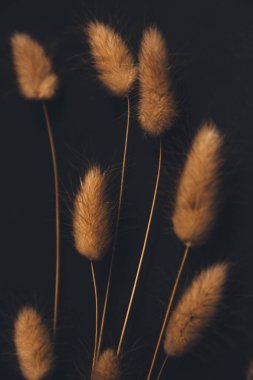 Karanlık arka planda kabarık kulaklar, yakın planda kuru çiçekler, soyut güzel çiçek arkaplanı, kurumuş çiçeklerden oluşan bitki örtüsü.