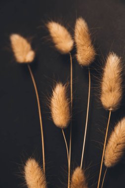 Karanlık arka planda kabarık kulaklar, yakın planda kuru çiçekler, soyut güzel çiçek arkaplanı, kurumuş çiçeklerden oluşan bitki örtüsü.