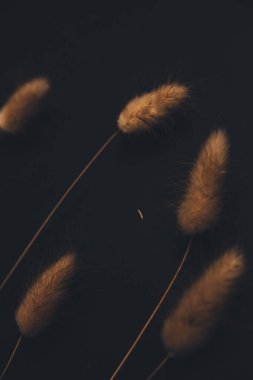 Karanlık arka planda kabarık kulaklar, yakın planda kuru çiçekler, soyut güzel çiçek arkaplanı, kurumuş çiçeklerden oluşan bitki örtüsü.