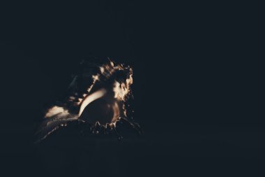 Karanlık arka planda deniz kabuğu, deniz kabuğunun dokusunda ışık ve gölge oyunu