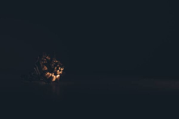 seashell on dark background, the play of light and shadow on the texture of clam shell