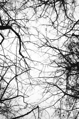 Manzara siyah beyaz fotoğraf, gökyüzündeki ağaç dallarının siluetleri