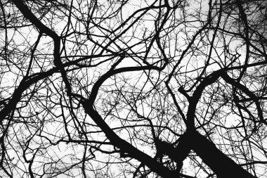 Manzara siyah beyaz fotoğraf, gökyüzündeki ağaç dallarının siluetleri