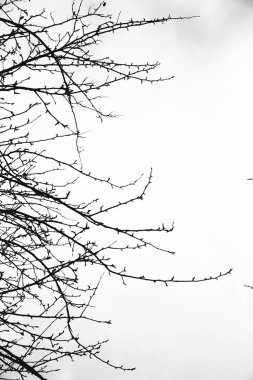 Manzara siyah beyaz fotoğraf, gökyüzündeki ağaç dallarının siluetleri