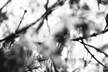 Ağaçta sonbahar yaprakları