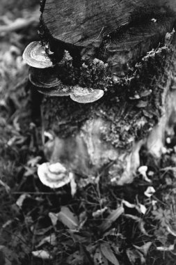 Ormanın siyah beyaz arka planı