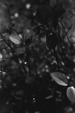 Bir çiçeğin silueti