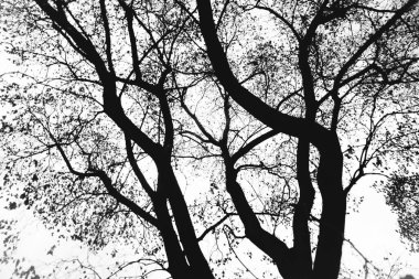 Manzara siyah beyaz fotoğraf, gökyüzündeki ağaç dallarının siluetleri