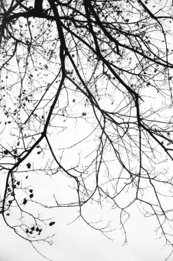 Manzara siyah beyaz fotoğraf, gökyüzündeki ağaç dallarının siluetleri