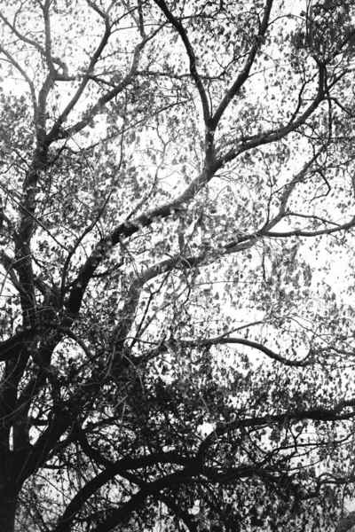 Landscape black and white photo, silhouettes of tree branches in the sky