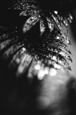 Noel kompozisyonu. Bitki yaprakları şeklinde gümüş, parlak Noel süslemeleri. Noel, kış, yeni yıl konsepti. Düz konum, üst görünüm, kopyalama alanı