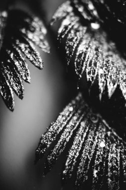 Noel kompozisyonu. Bitki yaprakları şeklinde gümüş, parlak Noel süslemeleri. Noel, kış, yeni yıl konsepti. Düz konum, üst görünüm, kopyalama alanı