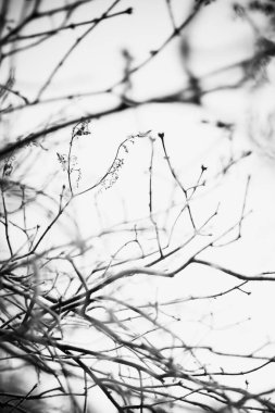 Kış manzarasının siyah ve beyaz fotoğrafçılığı, dondurucu sabahta ağaçların siluetleri.