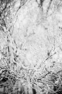 Kış manzarasının siyah ve beyaz fotoğrafları, soğuk mevsimde karla kaplı ağaç dalları.